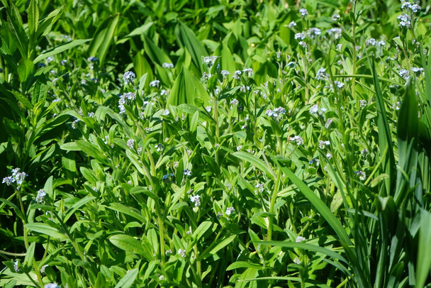 Blue forget-me-nots en mai. Myosotis myosotis est un genre de plantes de la famille des Boraginaceae. Berlin, Allemagne  - Photo, image