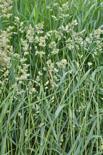 На лузі цвіте цінна кормова трава Dactylis glomerata
 - Фото, зображення