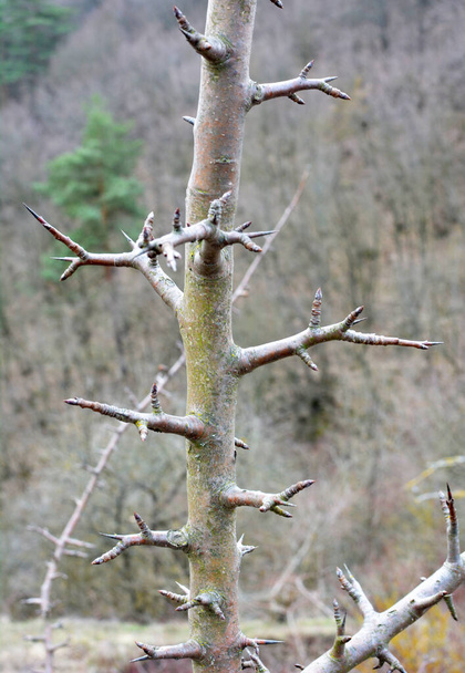 Κοφτερά αγκάθια σε ένα κλαδί θάμνου και ένα κοντινό δέντρο  - Φωτογραφία, εικόνα
