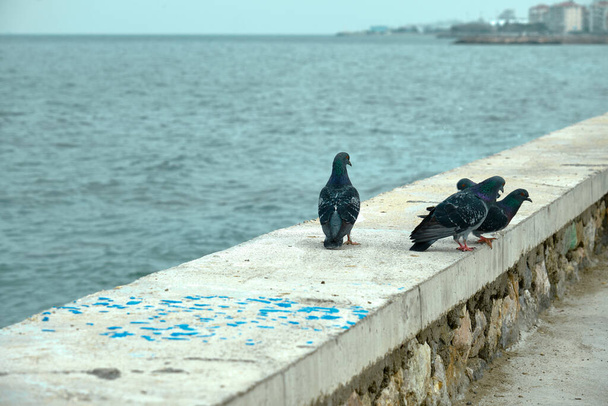 Grupos de pombas e pombos. Penas cinzentas e penas coloridas no pescoço. Eles estão pousando em uma parede de concreto perto do litoral e da costa durante o tempo nublado. - Foto, Imagem