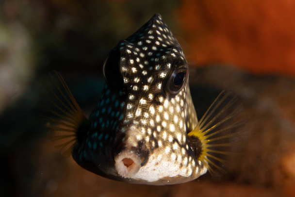 Smooth trunkfish on coral reef off the tropical island of Bonaire in the Caribbean Netherlands. - Photo, Image