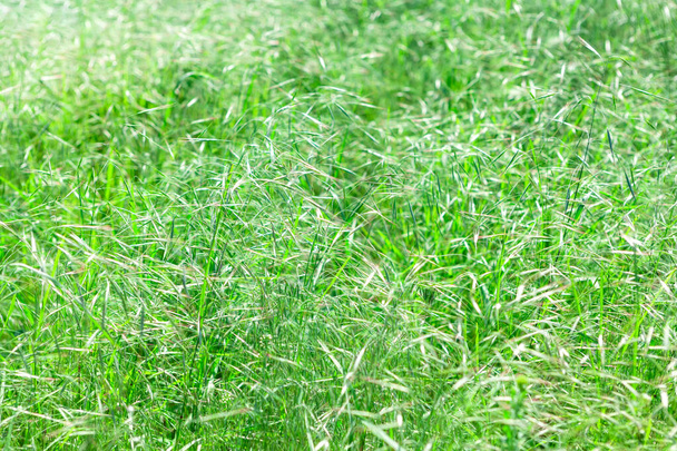 Növekvő zöld fű háttér a tavaszi  - Fotó, kép