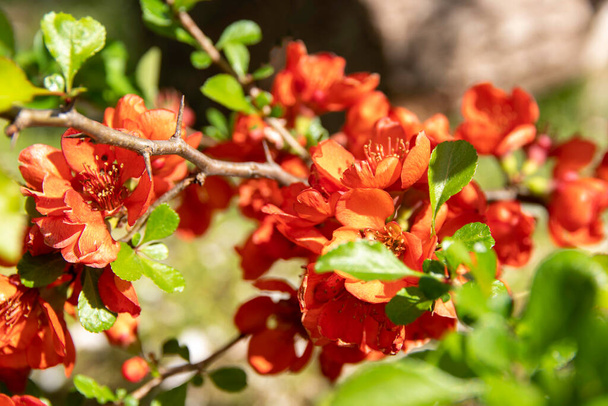 Flowering quince blooms in spring. Red flowers of Chaemnomeles japonica quince. Selective focus - Photo, Image
