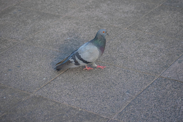 magnifique oiseau de pigeon gris dans le parc - Photo, image