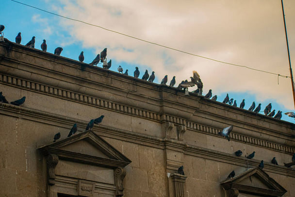 gray pigeons on the roof of the building, - Fotó, kép
