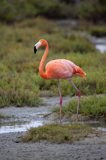American flamingo on the tropical island of Bonaire, part of the Caribbean Netherlands. - Photo, Image