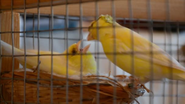 Le canari mâle nourrit la femelle dans le nid. Un oiseau femelle jaune assis sur des œufs et agitant ses ailes et ouvrant son bec - Séquence, vidéo