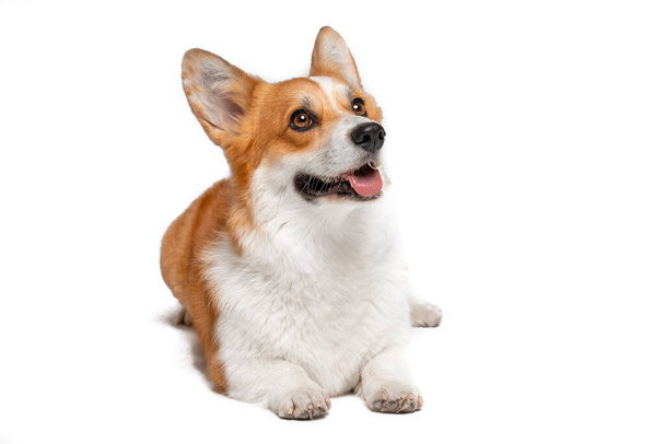 Cute Welsh corgi Pembroke or cardigan obediently lies and looks up, begging for something from owner or performing command, isolated on white background, copy space for advertising - Photo, image