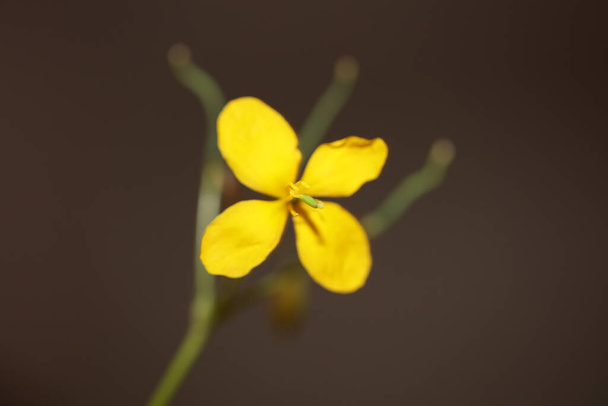 Άγριο κίτρινο άνθος λουλουδιών close up φόντο chelidonium majus οικογένεια papaveraceae βοτανικό υψηλής ποιότητας μεγάλο μέγεθος εκτυπώσεις - Φωτογραφία, εικόνα