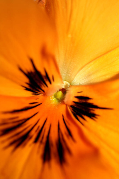 Viola arancione fiore primo piano sfondo botanico inciampare moderno di alta qualità stampe di grandi dimensioni famiglia violaceae - Foto, immagini