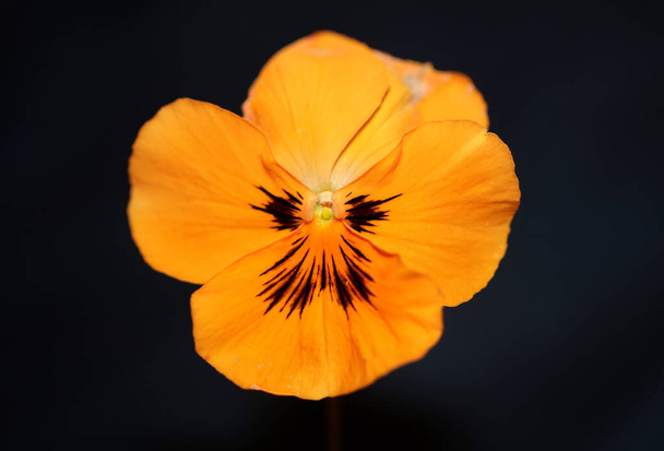 Arancione viola fiore da vicino in fondo nero botanico inciampare moderno di alta qualità grandi dimensioni stampe famiglia violaceae - Foto, immagini