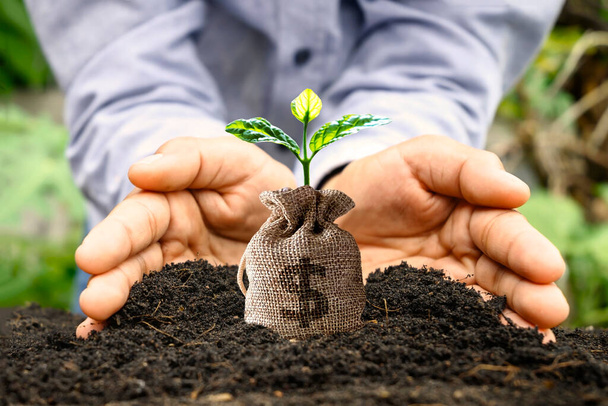 貯蓄袋に成長する肥沃な土壌や木に手で植物、資金調達と投資のためのスタートアップのアイデア. - 写真・画像