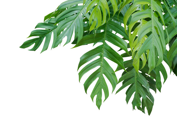 モンステラ植物の葉のジャングルの枝は白い背景に隔離されてぶら下がり、クリッピングパス. - 写真・画像