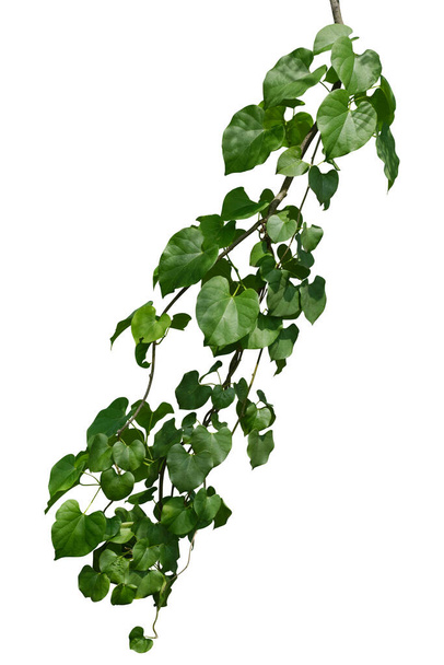 Виноградна рослина плющ ізольована на білому тлі. Відсічний контур
 - Фото, зображення