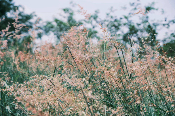Grass flower, Nature peaceful scenery, outdoor - Fotografie, Obrázek