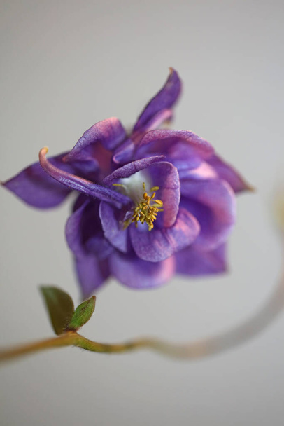 Kukka kukka lähikuva kasvitieteellinen tausta aquilegia vulgaris perhe ranunculaceae iso koko laadukkaita tulosteita - Valokuva, kuva