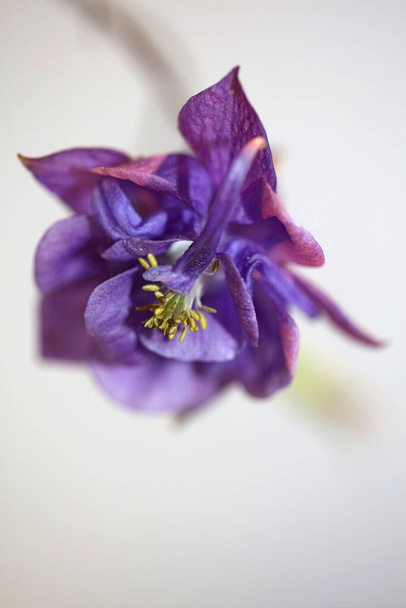 Květinové květy zblízka botanické pozadí aquilegia vulgaris rodina ranunculaceae velká velikost vysoce kvalitní tisky - Fotografie, Obrázek