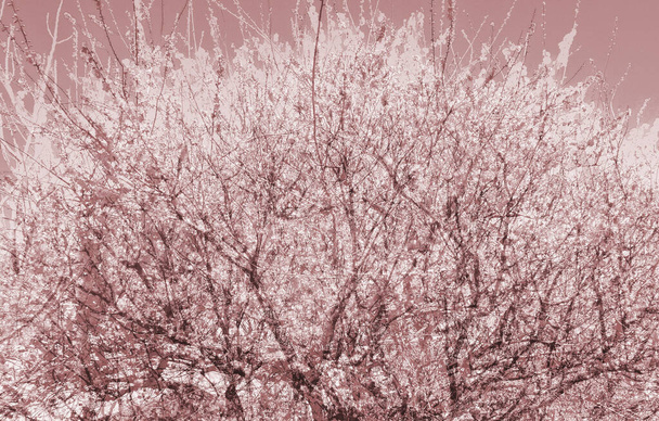 A vörös szilva minta méltóságteljesen virágzik a többszörös kora tavaszi kék égen. - Fotó, kép