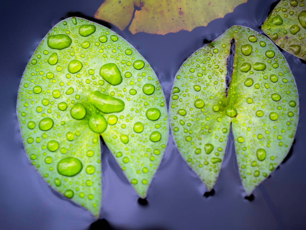 Belle feuille de lis vert ou feuilles de fleur de lotus recouvert de nombreuses gouttes d'eau après la pluie sur fond de surface d'eau bleu profond avec espace de copie. - Photo, image