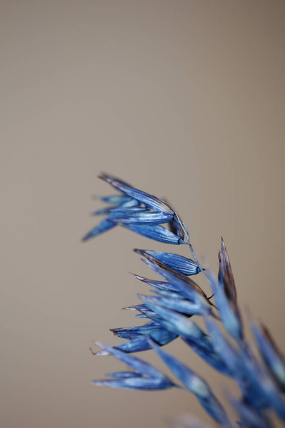 Dekoráció búza színű kék botanikai háttér modern kiváló minőségű nagyméretű nyomatok triticum aestivum család poaceae - Fotó, kép