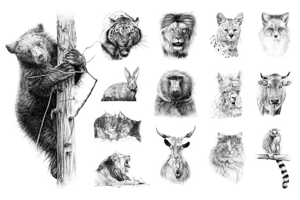 Conjunto dibujado a mano de 14 animales, dibujo gráfico ilustración monocromática sobre fondo blanco (originales, sin trazado) - Foto, imagen