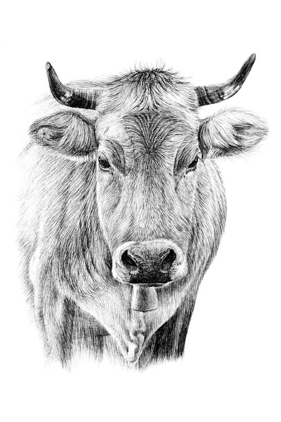 Портрет ручної мальованої корови, ескізна графіка монохромна ілюстрація на білому тлі (оригінали, без трасування
) - Фото, зображення