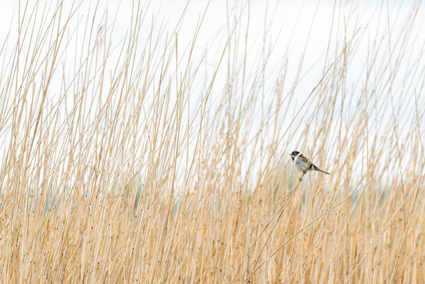 This beautiful reed bunting sits on a reed stalk among the reeds on a cloudy day in May - Photo, Image