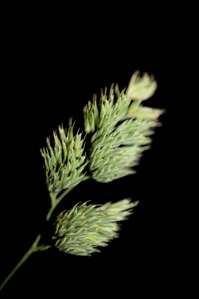 Дика квітка крупним планом сучасний ботанічний фон високої якості друкує сімейство дактилілгломератів poaceae
 - Фото, зображення