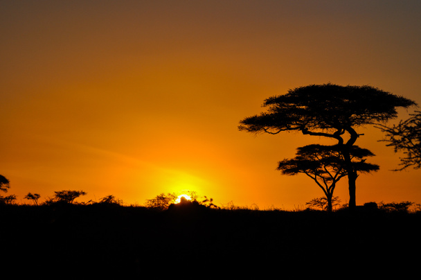 アフリカの日没 - 写真・画像