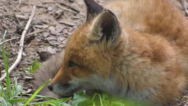 Young red fox in the wild. The cub sits next to its den. Cute red fox cub stands in the grass and looks at the camera. Red fox close up. Slow motion european fox. - Footage, Video