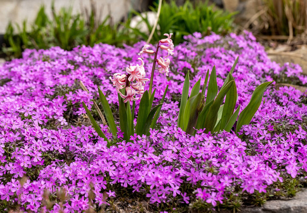 Kukkivat hisacinths keskuudessa lila aubrieta deltoidea kukkia kesäpuutarhassa - Valokuva, kuva