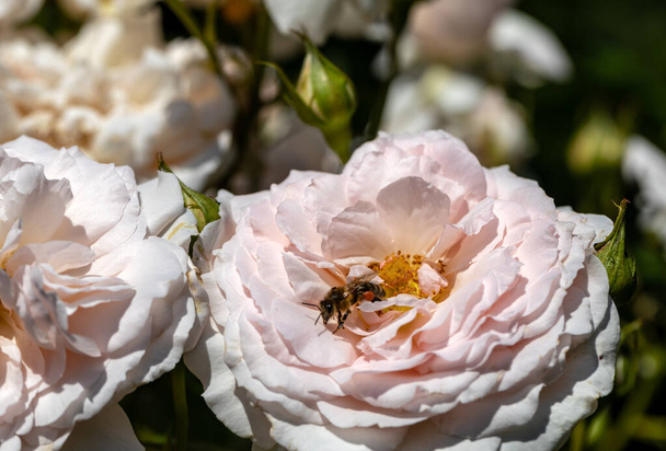 Valkoisia ruusuja oksalla puutarhassa - Valokuva, kuva