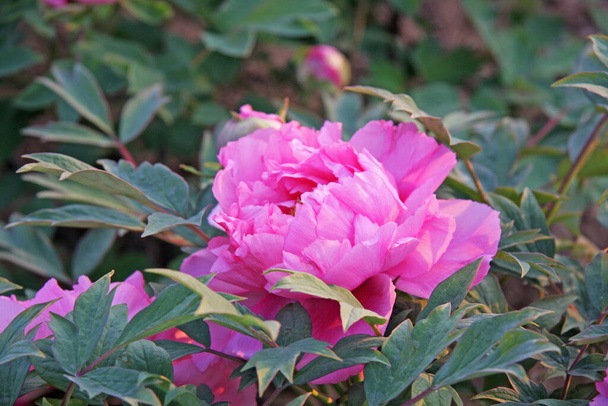 Κινέζικα ροζ παιώνια λουλούδια. Επιλεκτική εστίαση, θολό φόντο της φύσης. - Φωτογραφία, εικόνα