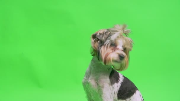 Un chien Yorkshire Terrier posant sur fond vert - Séquence, vidéo