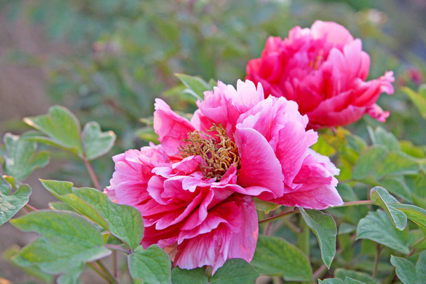 Fiori di peonia rosa cinese. Focus selettivo, sfondo della natura offuscata. - Foto, immagini