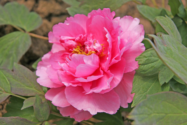 Chińskie różowe kwiaty piwonii. Skupienie selektywne, niewyraźne tło natury. - Zdjęcie, obraz
