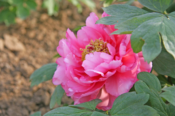 Chinesisch rosa Pfingstrose Blüten. Selektiver Fokus, verschwommener Natur-Hintergrund. - Foto, Bild