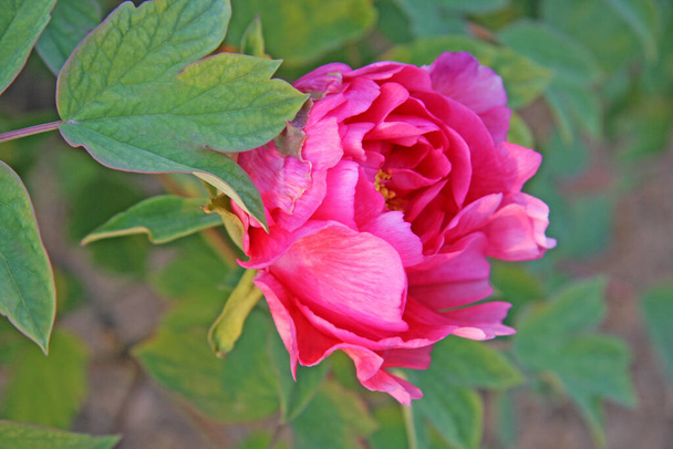 Κινέζικα ροζ παιώνια λουλούδια. Επιλεκτική εστίαση, θολό φόντο της φύσης. - Φωτογραφία, εικόνα