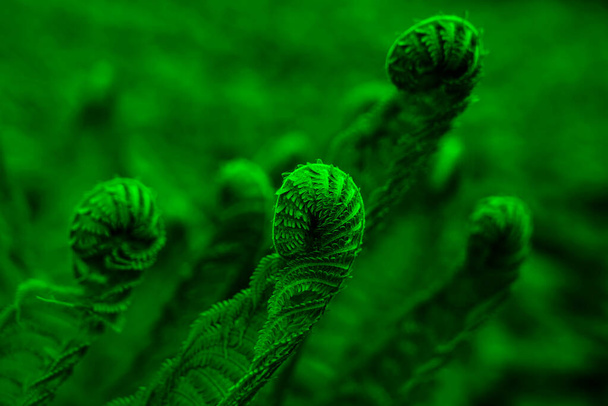 Beautiful Close Up View Of Fresh Green Young Wild Ferns Plantation Buds In Spiral Form With Shallow Depth  - Foto, Imagem