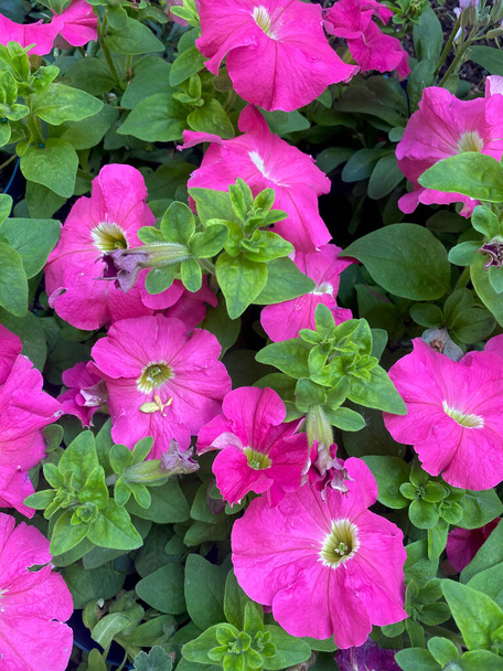 Magenta tuin petunia in bloei close-up uitzicht met groene achtergrond - Foto, afbeelding