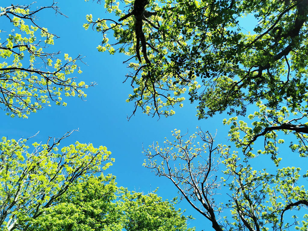 A low angle shot of trees with green leaves and a blue sky - Foto, Bild