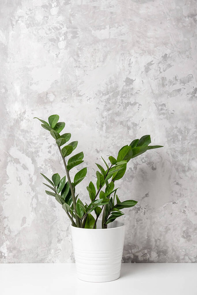 Houseplant zamioculcas flower in white pot on table against gray concrete wall, close-up. - Fotó, kép