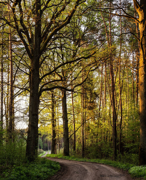 A vertical shot of a pathway surrounded by trees in a forest under the sunlight - Foto, afbeelding