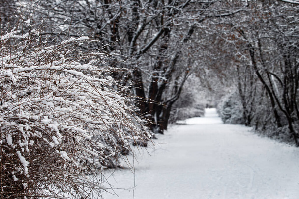 Будапешт (Угорщина). Чудовий сніговий кущ у зимовому лісі поблизу Будапешта. - Фото, зображення