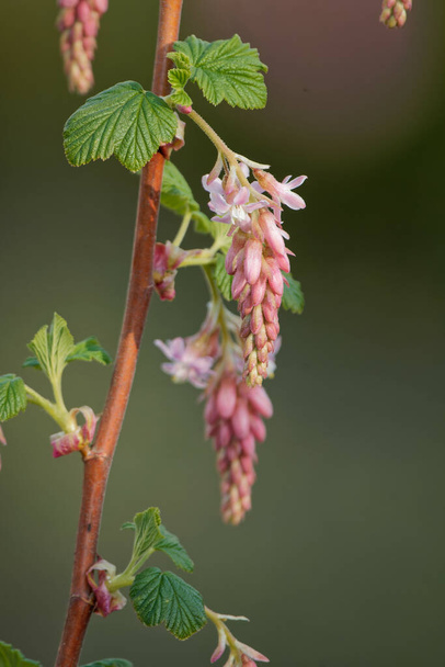 A vertical shot of growing Ribes sanguineum plants - Foto, afbeelding