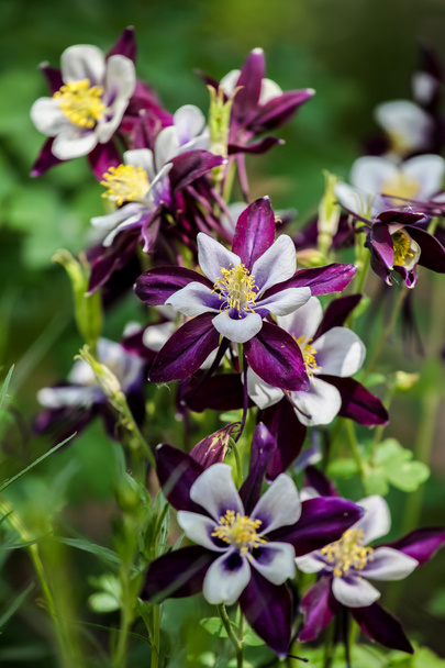paarse bloemen - Foto, afbeelding