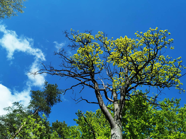 A low angle shot of trees with green foliage against a blue cloudy sky - Foto, Bild