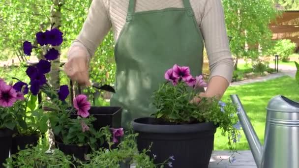 Ο κηπουρός φτιάχνει γλάστρες - Πλάνα, βίντεο