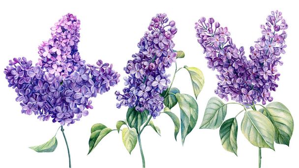 Lilac, Set of flowers on white background, hand drawn watercolor illustration - Foto, Imagem