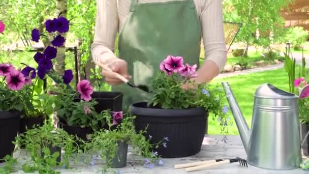 The gardener makes flower pots with green gloves. - Footage, Video
